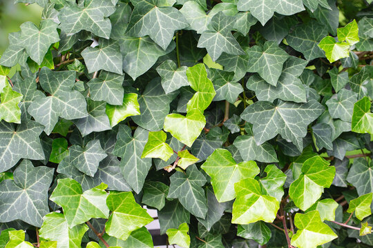 Ivy leaves - Stock Image - B585/0023 - Science Photo Library