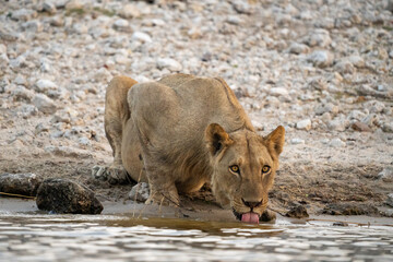 African Lion