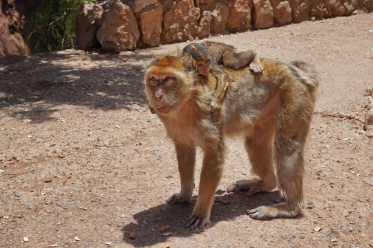 Barbary macaque monkey in Morocco. 