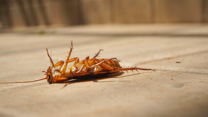 If a cockroach lies on its back it is difficult to get up