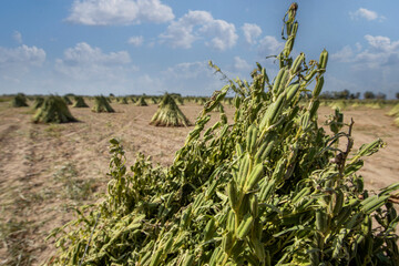 Natural Landscape view of Sesame planted in Izmir - Menemen rural area
