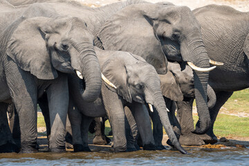 African elephants