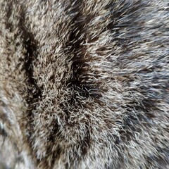 Fur texture, cat hair