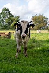 Black and white holstein bull outdoors at farm