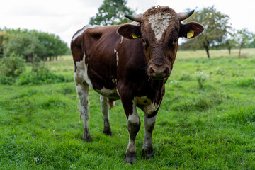Fototapeta premium Red Holstein bull outdoors at farm