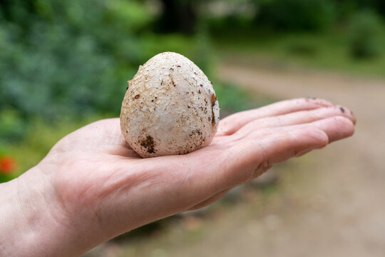 Hand holding egg of Common stinkhorn (Phallus impudicus)