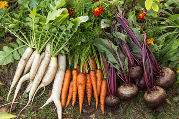 Autumn root vegetables background. Harvest of bunch fresh raw carrot, beetroot, daikon white radish...