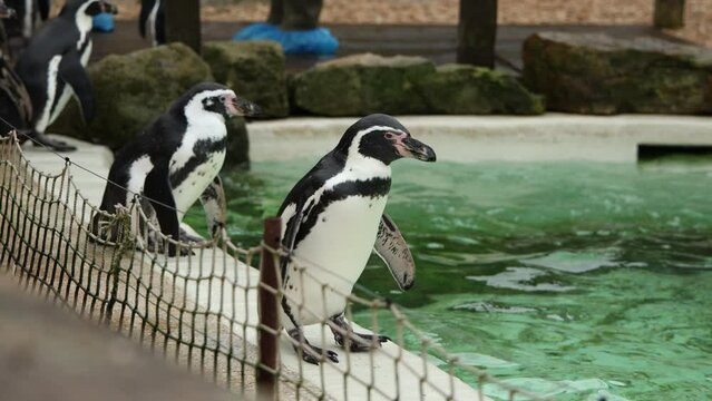 Humboldt Penguins at CWP clip 2