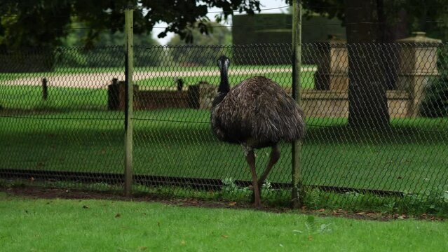 Emu walking CWP clip 1