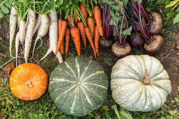 Autumn vegetables background. Harvest of bunch fresh raw carrot, beetroot, daikon white radish and...