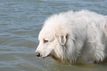 dog great pyrenees in the sea - 660937020