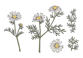 手描き風のカモミールのイラスト