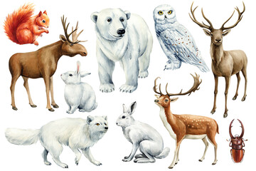 Hare, moose, fox, owl, bear, deer and squirrel. Watercolor winter Animal set on isolated white background