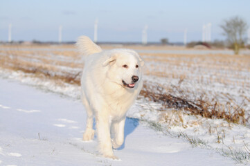 dog great pyrenees running in the snow - 660937088