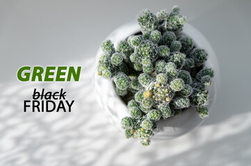 Green friday. Text "Black Friday" with word "Black" crossed out to be exchanged on "Green". Houseplant in pot on white background, shadow pattern. 
