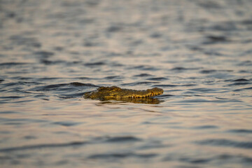 African crocodile