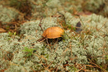 Mushroom in the forest on the grass in the moss