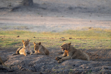Lions pride