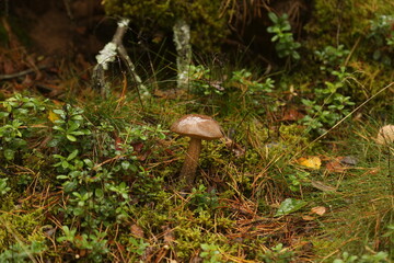 Mushroom in the forest on the grass in the moss