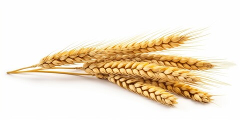 Wheat ears isolated on white background. Package design element. Full depth of field : Generative AI