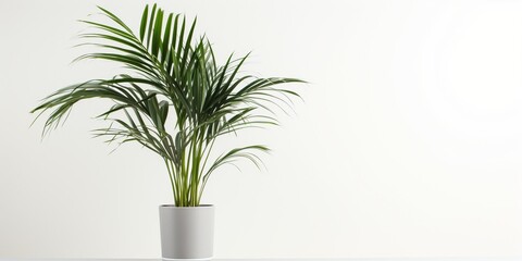 Kentia Palm Tree grey in pots. Houseplant isolated on white background : Generative AI