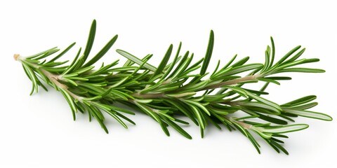 Rosemary. Rosemary isolated on white background. Top view rosemary twig set. Green herbs isolated on white. Flat design. : Generative AI