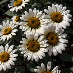 Fototapeta premium bouquet of daisies