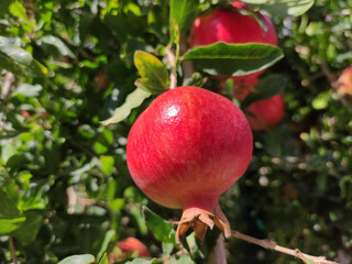 Natural round red pomegranates on tree branches with green leaves