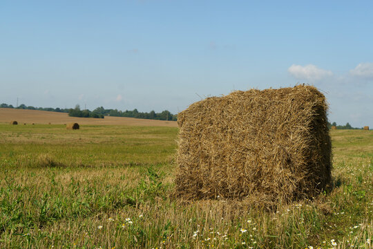 Harvest straw and hay on agricultural field in summer. Rural landscape with hay and straw.