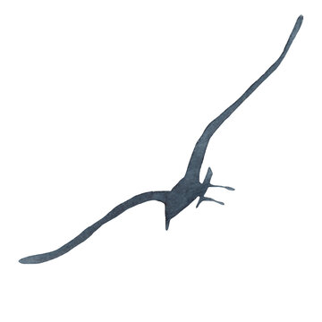 recommend clip art: Seagull bird silhouette watercolor illustration. Hand drawn gull sea, ocean marine avian image. Lesser black-backed gull illustration. Beautiful seagull element on white background