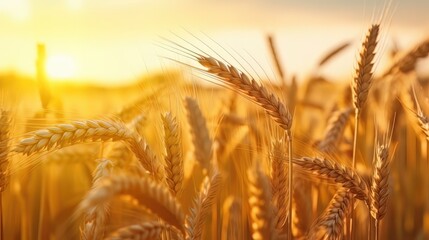 Gorgeous sunset in nature, with close-up views of golden wheat ears. A countryside scene bathed in sunlight, creating a summer backdrop of maturing agricultural fields. It's the season of harvest