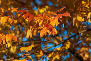 Looking up at spectacular orange fall colors in a three flowered maple tree