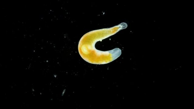 Parasitic worm Progonus muelleri under a microscope, at metacercaria stage. Class Trematoda. White Sea