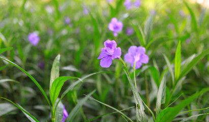Fototapeta premium Purple Ruellia tuberosa flower beautiful blooming flower green leaf background. Spring growing purple Britton's Wild Petunia flowers and nature comes alive