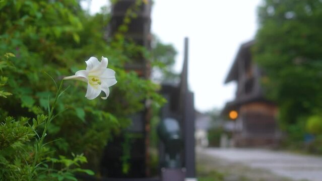 White lily blooming along fence in front of house in traditional village in Japan 