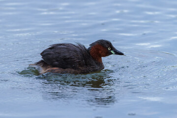 Little grebe (Tachybaptus ruficollis)