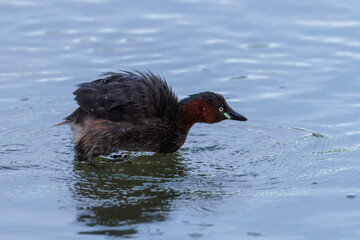 Little grebe (Tachybaptus ruficollis)