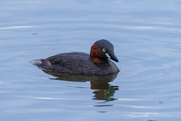 Little grebe (Tachybaptus ruficollis)