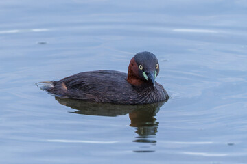 Little grebe (Tachybaptus ruficollis)