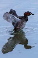 Little grebe (Tachybaptus ruficollis)
