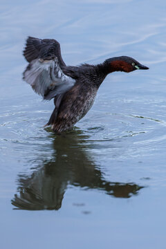 Little grebe (Tachybaptus ruficollis)