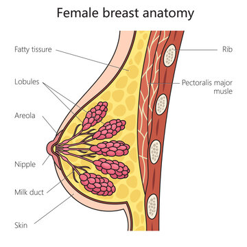 Female breast anatomy structure diagram schematic vector illustration. Medical science educational illustration