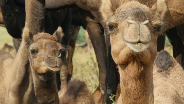 Curious camels look at the camera, at Pushkar camel fair in India