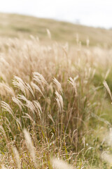 霧ヶ峰高原のススキ風景