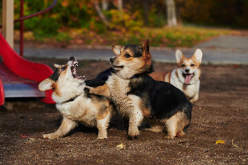 Pembroke Welsh Corgi on a walk. Portrait of a dog in the autumn park