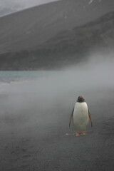 Antarctica - 15 Jan 2010 - PAL 15 - pinguin