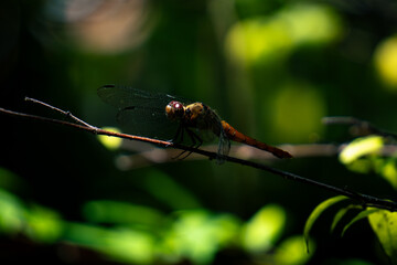 dragonfly resting on a leaf