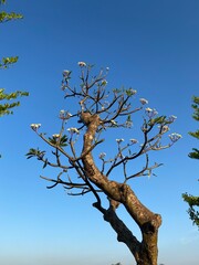 tree in the sky