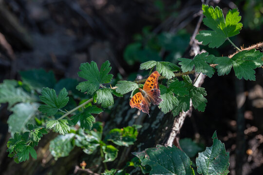 A Question Mark Butterfly, Polygonia interrogationis who has battered wings on a Gooseberry plant in rural Minnesota, USA.
