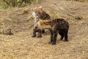 spotted hyena cub